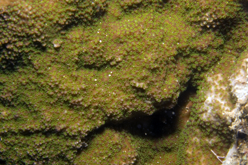 Montipora elschneri